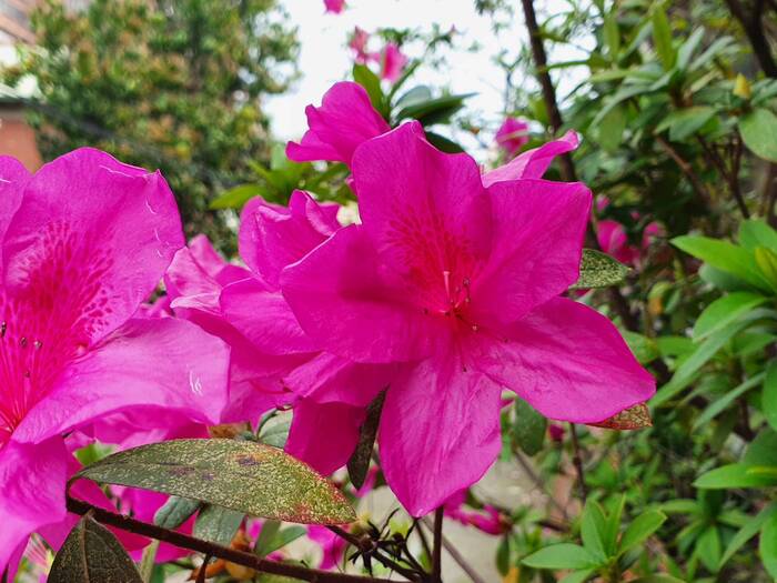 杜鵑花開了