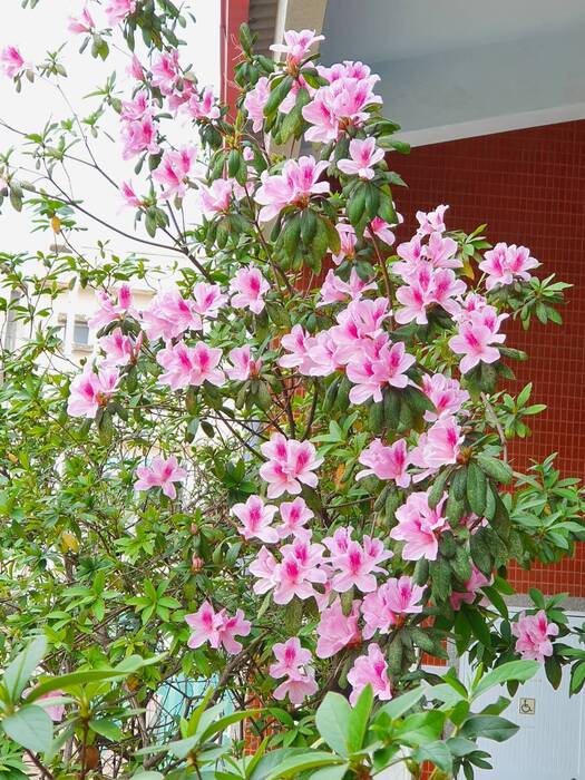 杜鵑花開了