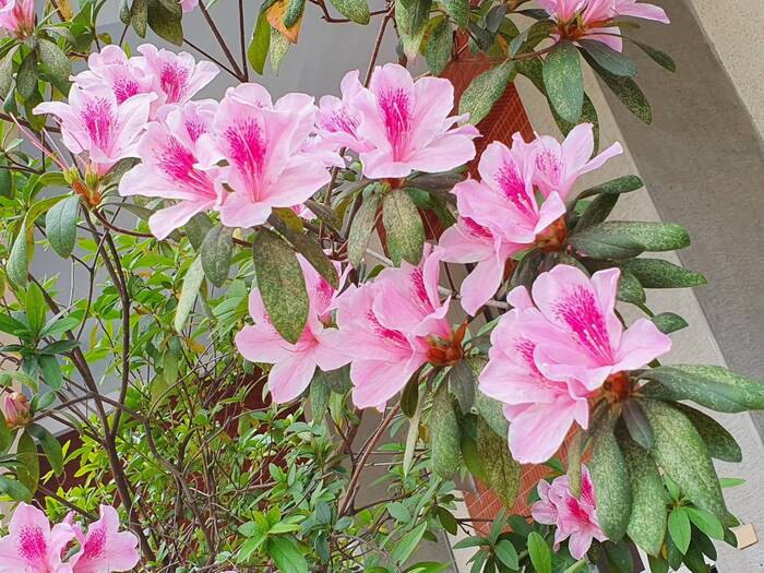 杜鵑花開了