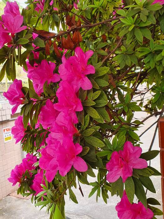 杜鵑花開了