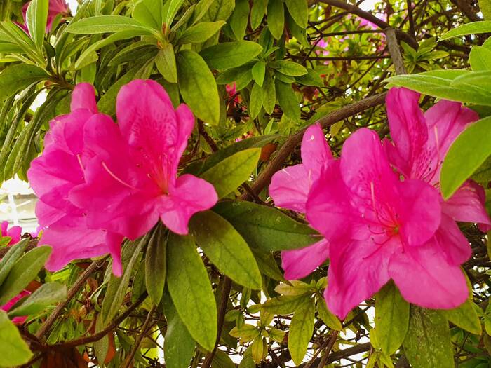 杜鵑花開了