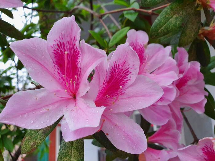 杜鵑花開了