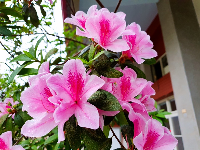 杜鵑花開了